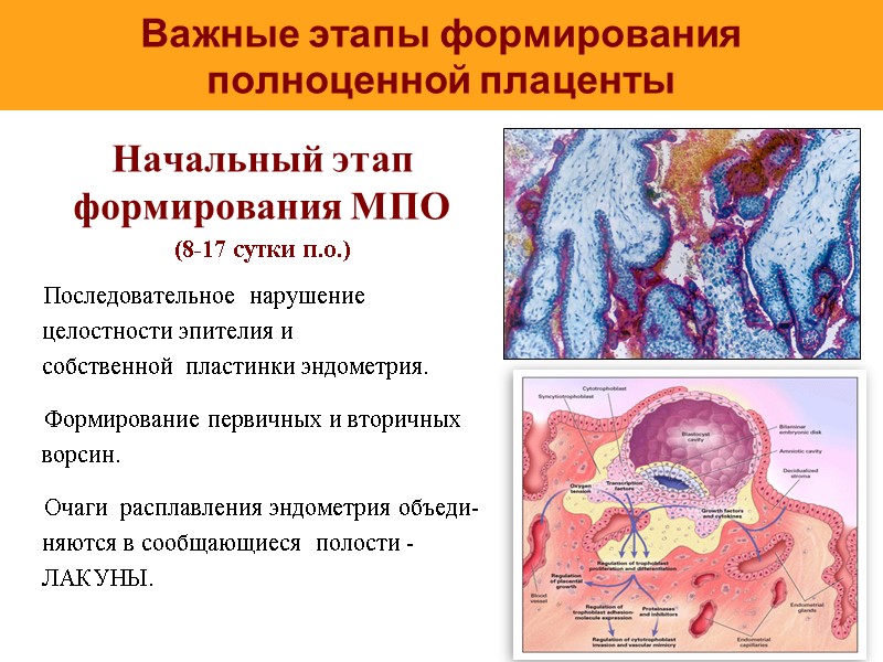 Важные этапы формирования полноценной плаценты Начальный этап формирования МПО (8-17 сутки п.о.)  Последовательное